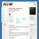 Barbastella barbastellus: Information