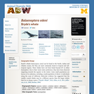 Balaenoptera edeni: Information