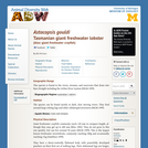 Astacopsis gouldi: Information