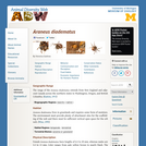 Araneus diadematus: Information