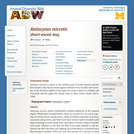 Atelocynus microtis: Information