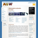 Balaenoptera physalus: Information