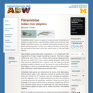 Platanistidae: Information