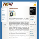 Platyhelminthes: Information