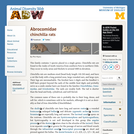 Abrocomidae: Information