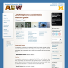 Aechmophorus occidentalis: Information