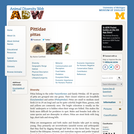 Pittidae: Information