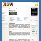Acropora millepora: Information
