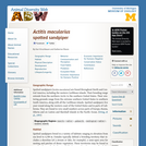 Actitis macularia: Information