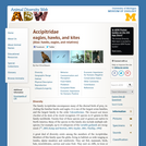 Accipitridae: Information