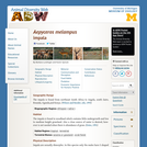 Aepyceros melampus: Information