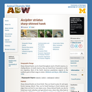 Accipiter striatus: Information