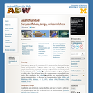 Acanthuridae: Information