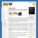 Acrobatidae: Information