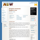 Acropora cervicornis: Information