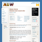 Amblonyx cinereus: Information