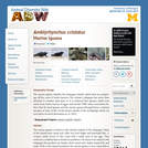 Amblyrhynchus cristatus: Information