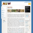 Agamidae: Information