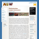 Plethodontidae: Information