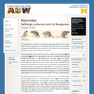 Potoroidae: Information