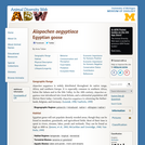 Alopochen aegyptiacus: Information