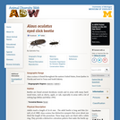 Alaus oculatus: Information
