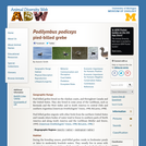 Podilymbus podiceps: Information