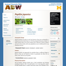 Popillia japonica: Information