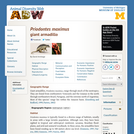 Priodontes maximus: Information