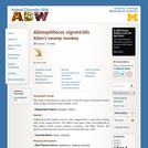 Allenopithecus nigroviridis: Information