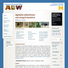 Agelaius phoeniceus: Information