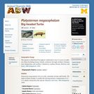 Platysternon megacephalum: Information