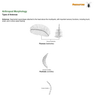 Types of Antennae