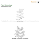 Types of Compound Leaves