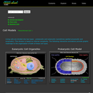Plant, Animal and Bacteria Cell Models