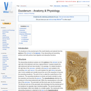 Duodenum - Anatomy & Physiology
