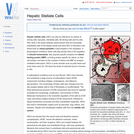 Hepatic Stellate Cells