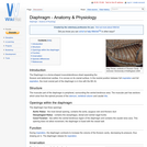 Diaphragm - Anatomy & Physiology