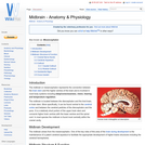 Midbrain - Anatomy & Physiology