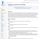 Oogenesis - Anatomy & Physiology