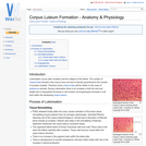 Corpus Luteum Formation - Anatomy & Physiology