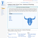 Category:Lower Urinary Tract - Anatomy & Physiology