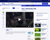 Dragonflies in Kentucky