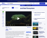 Energy Flow in the Coral Reef Ecosystem