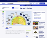 Adaptive Radiation: Darwin's Finches