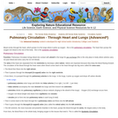 Pulmonary Circulation - Through Heart and Lungs (Advanced*)