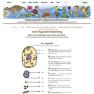 Cell Organelle Matching