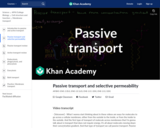 Passive transport and selective permeability