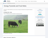 Energy Pyramids and Food Webs