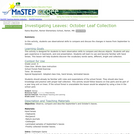 Investigating Leaves: October Leaf Collection